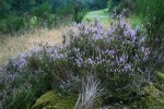 IMG_7366.jpg