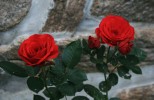 IMG_7490.jpg