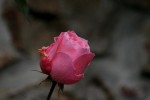 IMG_7559.jpg