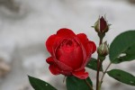 IMG_7562.jpg