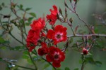 IMG_7578.jpg