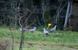 IMG_8363.jpg