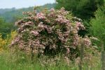 IMG_8471bis.jpg