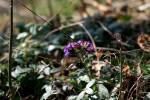 IMG_8983bis.JPG
