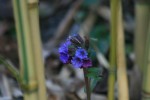 IMG_9002bis.JPG