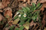 IMG_9009bis.JPG