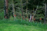 IMG_9332.JPG