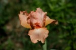 IMG_9579.JPG