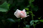IMG_9919.JPG