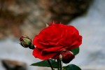 IMG_9958.jpg