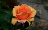 IMG_9996.JPG