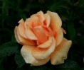 IMG_9997.JPG
