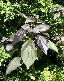 Nom du fichier=catalpa_pourpre.jpg
Taille du fichier=3Ko
Dimensions : 64x81
Ajouté le : 13 Mars 2009 catalpa_pourpre.jpg