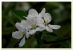 Nom du fichier=fleurs_de_pommiers.jpg
Taille du fichier=86Ko
Dimensions : 600x409
Ajouté le : 21 Avril 2011 fleurs_de_pommiers.jpg