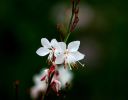 Nom du fichier=gaura1.jpg
Taille du fichier=20Ko
Dimensions : 400x312
Ajouté le : 30 Août 2008 gaura1.jpg