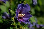 Nom du fichier=hibiscus.jpg
Taille du fichier=53Ko
Dimensions : 800x533
Ajouté le : 23 Août 2008 hibiscus.jpg