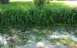 Nom du fichier=la_mare_aux_grenouilles.jpg
Taille du fichier=167Ko
Dimensions : 700x443
Ajouté le : 08 Juin 2016 la_mare_aux_grenouilles.jpg