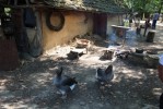 les_animaux4.jpg