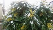 Nom du fichier=mahonia_sous_la_neige.jpg
Taille du fichier=135Ko
Dimensions : 700x394
Ajouté le : 17 Février 2017 mahonia_sous_la_neige.jpg