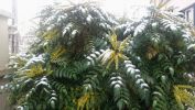 mahonia_sous_la_neige.jpg