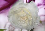 rose blanche essai 8.jpg