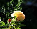 Nom du fichier=rose-soleil.jpg
Taille du fichier=44Ko
Dimensions : 600x475
Ajouté le : 30 Août 2008 rose-soleil.jpg