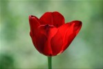 tulipe.jpg
