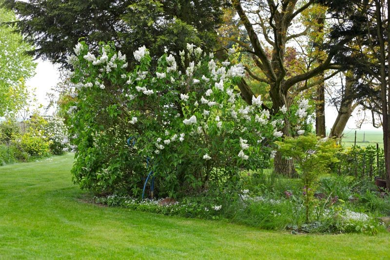 Lilas blanc triple - Forum Jardinature - Forum jardin, jardinage, nature,  environnement