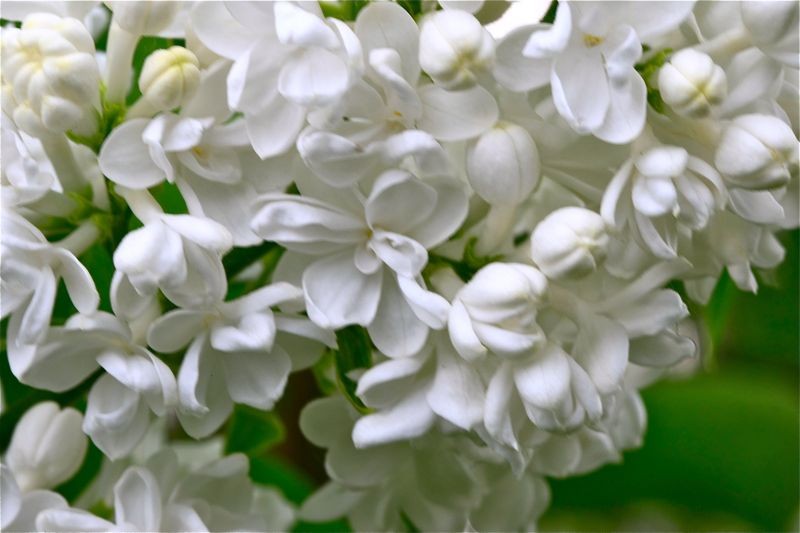 Lilas blanc triple - Forum Jardinature - Forum jardin, jardinage, nature,  environnement