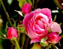 4_juillet_08_rose.JPG