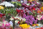 Fleurs1.jpg