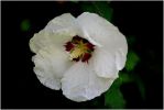 Hibiscus_blanc.JPG