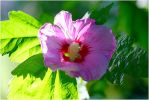 Hibiscus_mauve.JPG