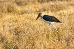 IMG_1242.jpg