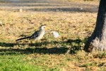 IMG_1341.jpg