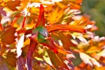 IMG_9964.jpg