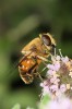 abeille1.jpg
