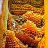 abeillesJacques-2.jpg
