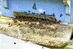 abeillesJacques-3.jpg