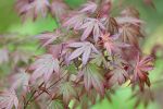 acer_palmatum_bloodgood.JPG