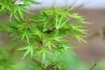 acer_palmatum_buuterfly.JPG