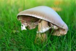 agaric1.jpg