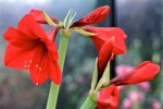 amaryllis-1.jpg