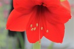 amaryllis-2.jpg