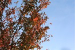 amelanchier1.jpg