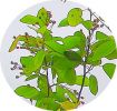 amelanchier2.JPG