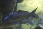 aquarium01.jpg