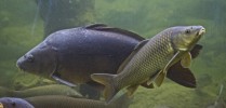 aquarium02.jpg