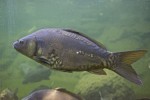 aquarium03.jpg