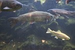 aquarium04.jpg